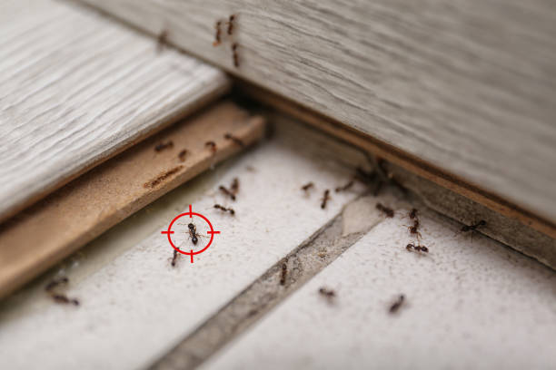 Best Affordable Pest Control Services  in Reese, MI