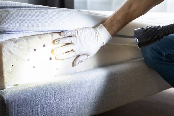 Best Termite Control Services  in Reese, MI