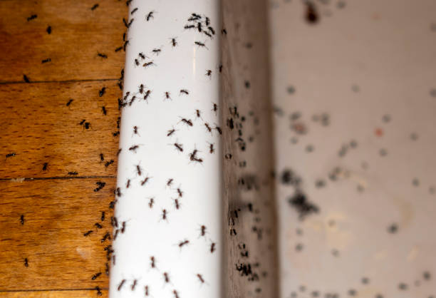 Best Rat Extermination Near Me  in Reese, MI